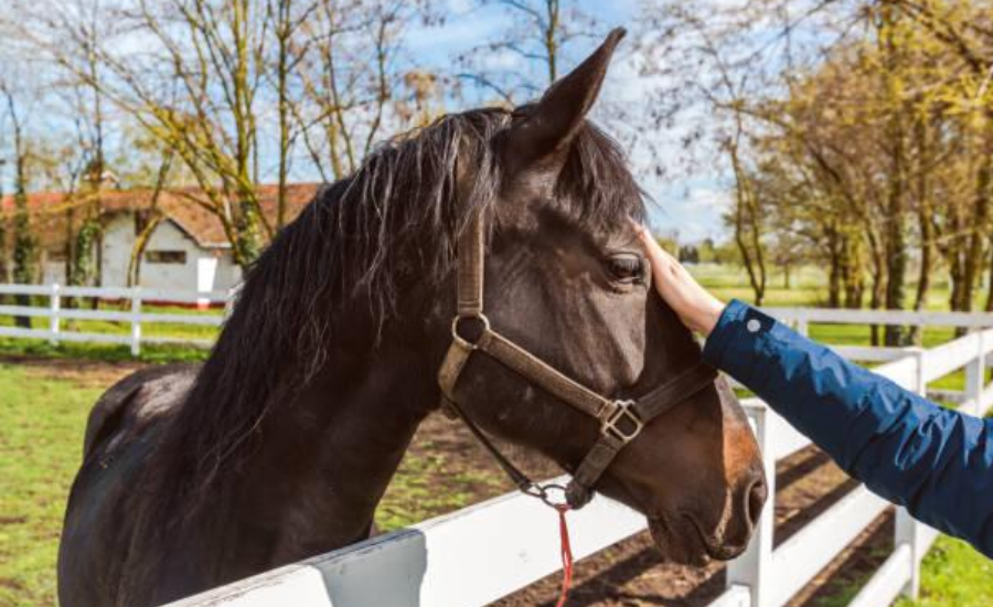 Healing with Horses