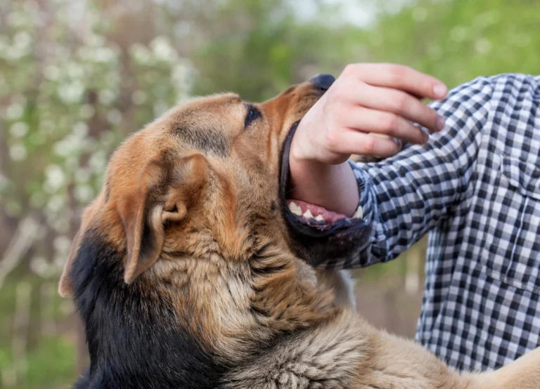 What To Do When Bitten by a Stray Rabid Dog and Who Is Liable