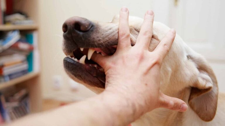 When to Seek Legal Help After a Dog Bite Injury